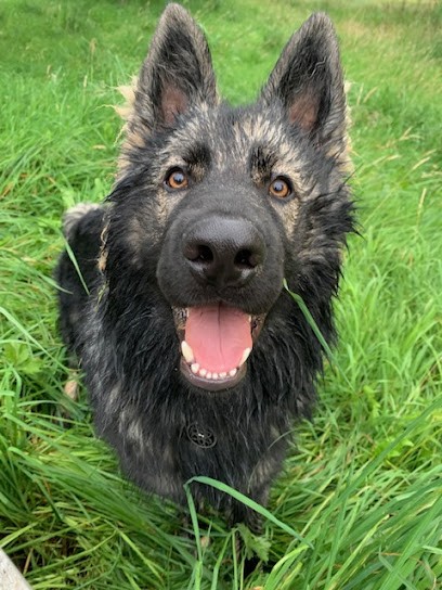 Bien-Être Chien Et Chat - Éducateur Canin, Dresseur de Chiens à Saint-Martin-des-Landes