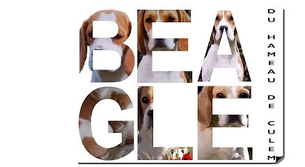 ELEVAGE BEAGLE DU HAMEAU DE CULEM, Eleveur de Chiens à Mentque-Nortbécourt
