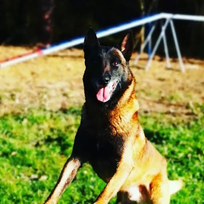 M T Dogs Ranch Canine, Dresseur de Chiens à Pouillon
