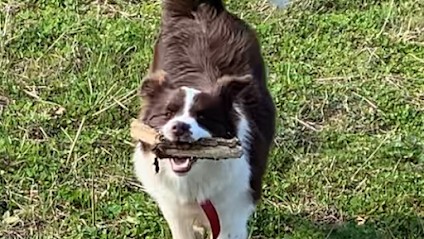 Direct Dog 02 éducateur Canin Comportementaliste, Dresseur de Chiens à Lucy-le-Bocage