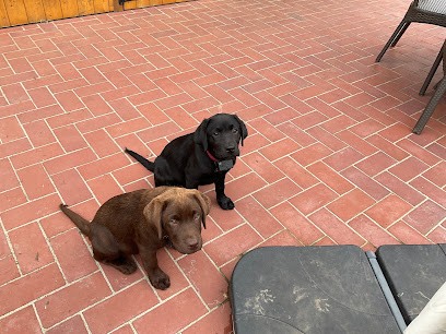 Elevage labradors du haut Castel de la Vire CALVADOS NORMANDIE, Eleveur de Chiens à Vire Normandie
