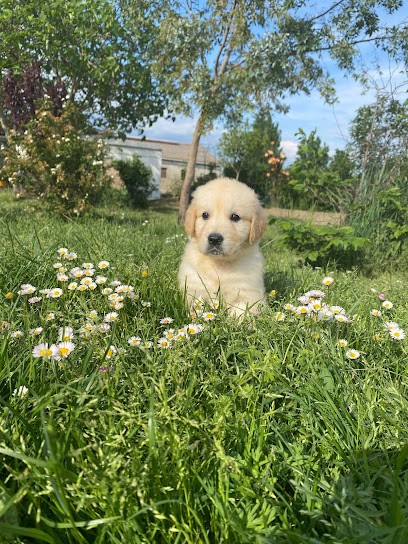 Le camasou, Eleveur de Chiens à Villepinte