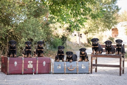 Elevage des Ombres de l'Aube - beaucerons, Eleveur de Chiens à Saint-Just-sur-Viaur