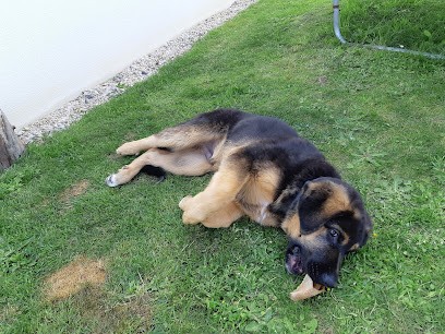 LB & Cie | Education canine | Médiation animale, Dresseur de Chiens à Landevieille