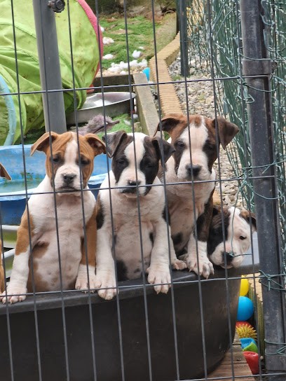 Elevage chiots Temple de Gaia, Eleveur de Chiens à Douchy-les-Mines