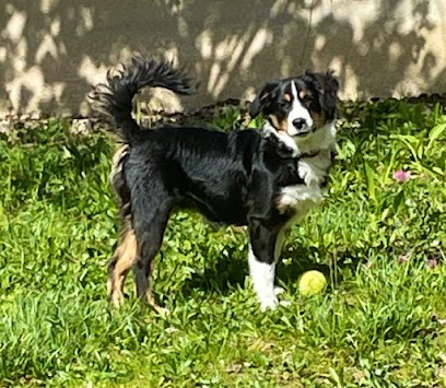 Elevage Moulin de la Terrasse, Eleveur de Chiens à Heugnes