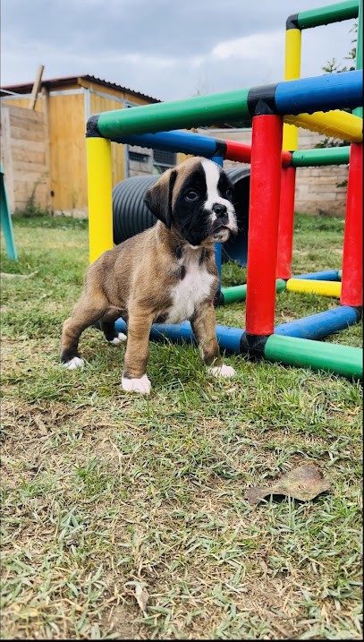 Elevage l épopée d'amour de menhir, Eleveur de Chiens à Limoux