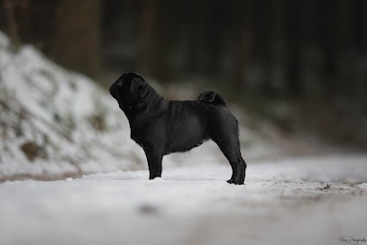 Le Val de l'enchanteur : Élevage/vente de Carlin Noir ou Carlin Sables en Bourgogne Franche Comté France, Eleveur de Chiens à Moux-en-Morvan