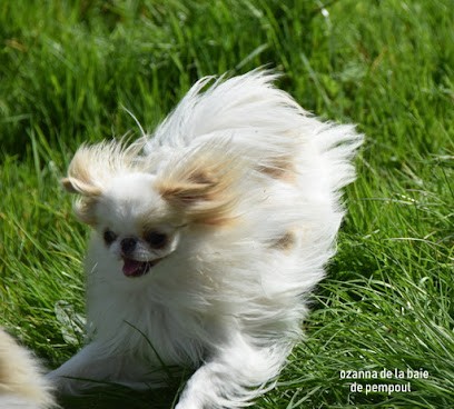 La Baie de Pempoul, Eleveur de Chiens à Plémy