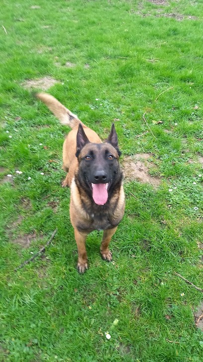 Adapt'Dog, Dresseur de Chiens à Pont-Audemer