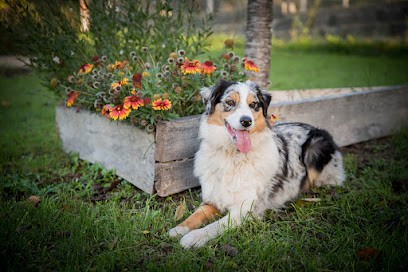 Domaine De Maracuja, Eleveur de Chiens à Cosnac