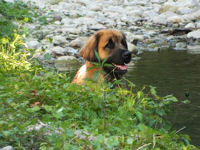 ELEVAGE DE LA LIGNE BLEUE, Eleveur de Chiens à Arvigna