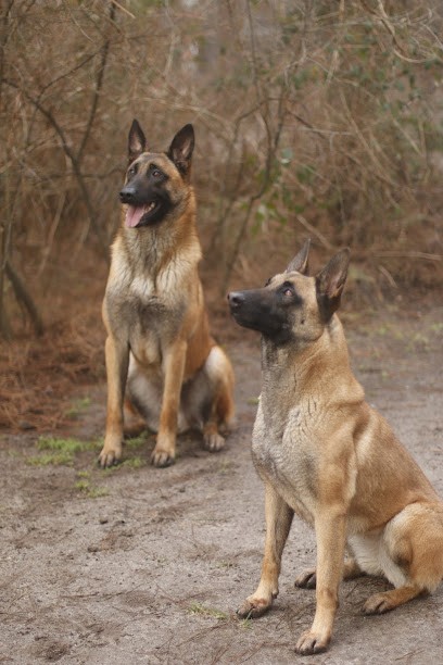 Le Domaine de Gazzo Padovano, Dresseur de Chiens à Sury-aux-Bois