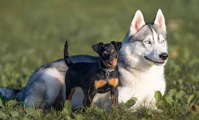 Alpha Education Canine, Dresseur de Chiens aux Angles