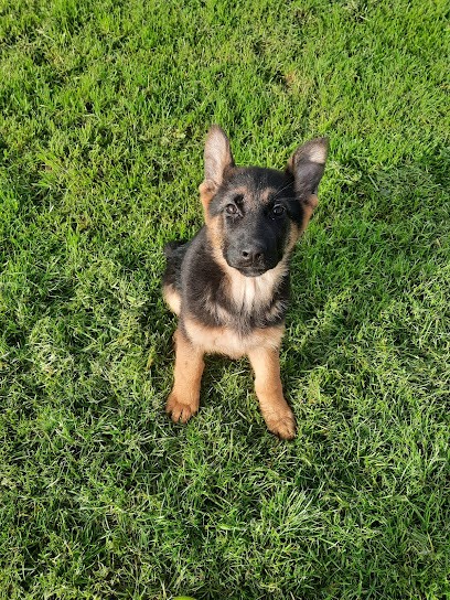 Elevage Des Champs De La Masure, Pension pour Chiens à Beuvry