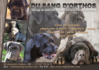 Elevage de Cane Corso Du Sang d'Orthos, Eleveur de Chiens à Bruailles