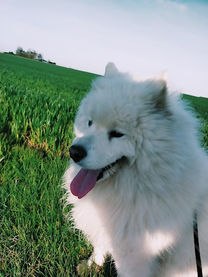 J'M Les Chiens 76 Pension et Gardiennage : ACACED chiens/chats, Pension pour Chiens à Mannevillette