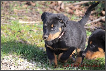La Noé D'orient, Eleveur de Chiens à Chalette-sur-Voire