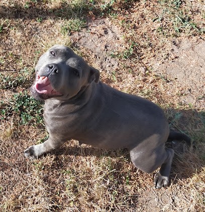 Domaine de gougé, Eleveur de Chiens à Saint-Secondin