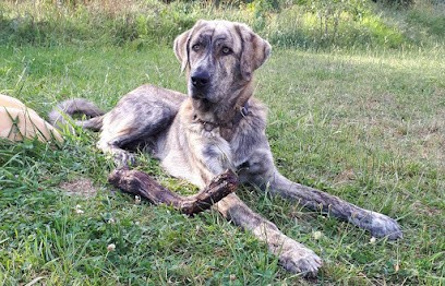 Les Bo'cabots pension canine, Pension pour Chiens à Saint Lon Les Mines