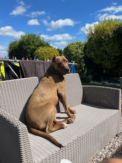 Pension Des Aulnes Sarl, Pension pour Chiens à Appeville-Annebault