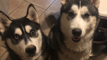 Wolf In The Heart ( With) Education Canine Spécialisée Dans Le Chien Nordique/primitif, Dresseur de Chiens à Saint-Chef