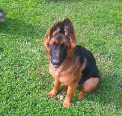 Domaine du Loup Noir, Pension pour Chiens à Bois De Cene