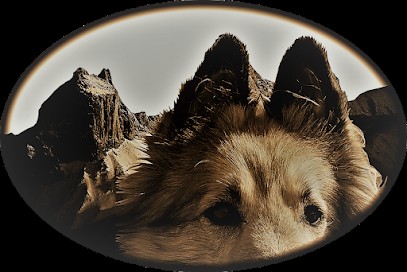 Bien Vivre Avec Son Chien Maurienne, éducation Chiens Et Chiots., Dresseur de Chiens à Saint-Jean-de-Maurienne