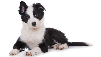 EDUK TOUTOU, Dresseur de Chiens à Vallabrègues