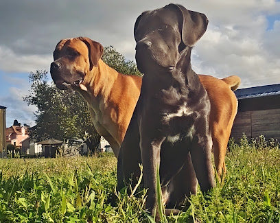 Élevage Empire Azzurien (Cane Corso & Maine Coon), Éleveur De Chiens à Beaucourt