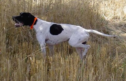 Chenil du Bois des Rousses, Eleveur de Chiens à Parbayse