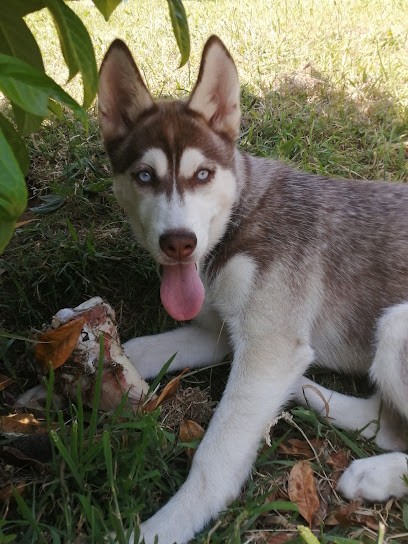 Élevage de husky et de malamutes - Nounack élevage, Eleveur de Chiens à Surzur