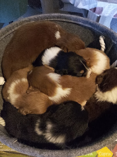 Les Terres De Kaya, Éleveur De Chiens à Alloue