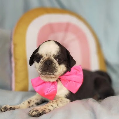 Drôle de Chien Élevage Carlin Exotique et York Biewer dans les Landes, Eleveur de Chiens à Aire-sur-l'Adour