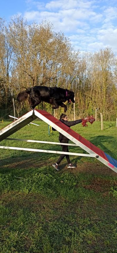 Les Copains D’Inook, éducation Canine Oléron, Dresseur de Chiens à Saint-Pierre-d'Oléron