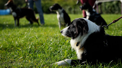 Dog Sheep And Co Gacé, Dresseur De Chiens à Gacé