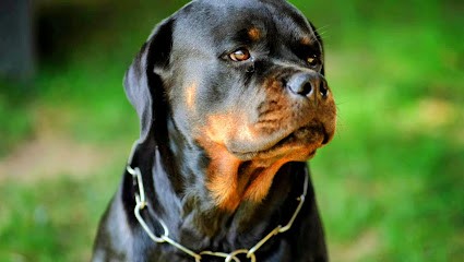 regnum angelus, Eleveur de Chiens à Gignac