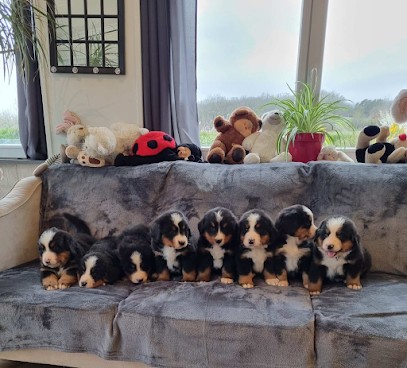 Paradis du Domaine du Bouquet, Eleveur de Chiens à Labarthe