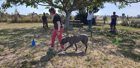 Coach4dogs, Dresseur de Chiens au Bois-Plage-en-Ré