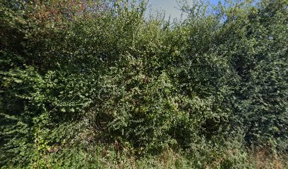 Of Legendary Tibetan, Eleveur de Chiens à Chanteloup-les-Bois