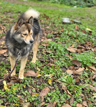 Élevage Pomsky Loup De Givre, Eleveur de Chiens à Limay