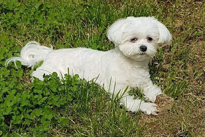 Elevage Bichon maltais, Eleveur de Chiens à Herm
