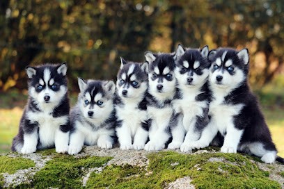 Elevage de Pomsky - Youl'show, Eleveur de Chiens à Bulat-Pestivien