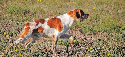 Centre Canin / Félin Du Pilier Des Masques, Pension pour Chiens à Lunel