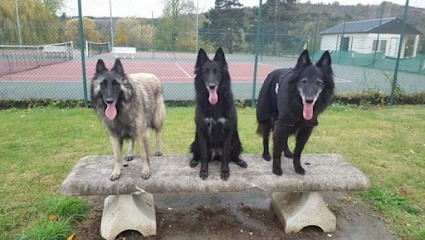 Les étoiles De Goyave, Pension pour Chiens à Freneuse