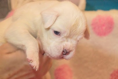 Boxers de la Vallée des mirages (Boxers), Eleveur de Chiens à Mont-de-Marsan