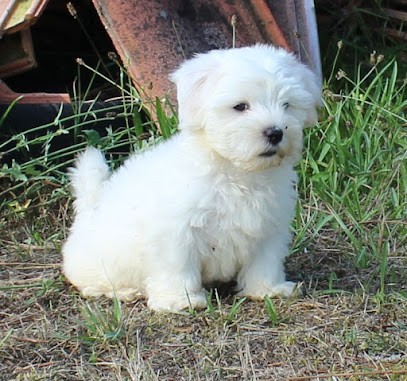 Coton de tulear d'aquitaine – Elevage de coton de tuléar, Eleveur de Chiens à Magescq