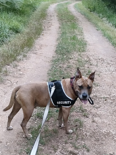 Alo Vacances Canins Pension Pour Chien à Bourdeilles