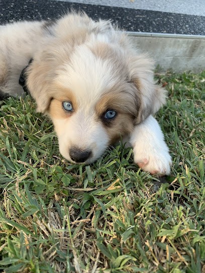 Berger Américain des Tres'Or de la Lyre, Eleveur de Chiens à Reyniès