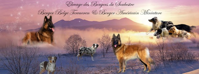 Elevage des Bergers du Soubestre - Berger Belge Tervueren & Berger Américain Miniature, Eleveur de Chiens à Morlanne